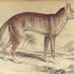 1844 DOGS Naturalists Jardine Mammalia Canine Wolf Wolves Fox Color Illustrated