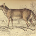 1844 DOGS Naturalists Jardine Mammalia Canine Wolf Wolves Fox Color Illustrated