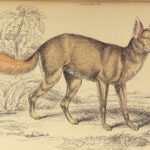 1844 DOGS Naturalists Jardine Mammalia Canine Wolf Wolves Fox Color Illustrated