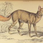 1844 DOGS Naturalists Jardine Mammalia Canine Wolf Wolves Fox Color Illustrated