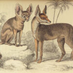 1844 DOGS Naturalists Jardine Mammalia Canine Wolf Wolves Fox Color Illustrated