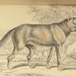 1844 DOGS Naturalists Jardine Mammalia Canine Wolf Wolves Fox Color Illustrated