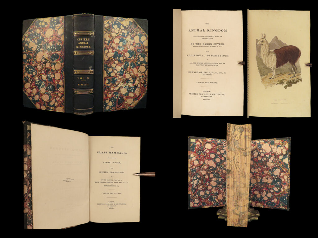 1827 1ed animal kingdom baron cuvier class mammalia naturalist 52 color plates | “<em>the animal kingdom</em>” originally by jean léopold nicolas frédéric, baron cuvier is a comprehensive zoology work, translated and expanded by british naturalist, edward griffith. This collection focuses on the classification of animals, particularly vertebrates, and provides a detailed analysis of their anatomy and organization. Upon translation, griffith added descriptions alongside commissioning a myriad of hand-colored illustrations to make the book more accessible and appealing to a broader audience.   this first edition of the fourth volume from “<em>the animal kingdom</em>,” collection as well as fourth volume of the section entitled, “<em>class mammalia</em>” includes 52 color plates depicting lama, alpacas, elk, deer, antelope, ibex, goats, sheep, buffalo, bison, oxen, and dolphins!