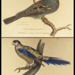 1829 BIRDS 1ed Animal Kingdom Baron Cuvier Aves Ornithology 56 Color Plates