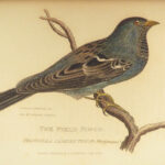 1829 BIRDS 1ed Animal Kingdom Baron Cuvier Aves Ornithology 56 Color Plates