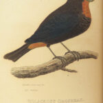 1829 BIRDS 1ed Animal Kingdom Baron Cuvier Aves Ornithology 56 Color Plates