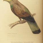 1829 BIRDS 1ed Animal Kingdom Baron Cuvier Aves Ornithology 56 Color Plates