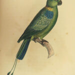 1829 BIRDS 1ed Animal Kingdom Baron Cuvier Aves Ornithology 56 Color Plates