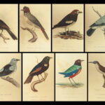 1829 BIRDS 1ed Animal Kingdom Baron Cuvier Aves Ornithology 26 Color Plates