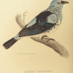 1829 BIRDS 1ed Animal Kingdom Baron Cuvier Aves Ornithology 26 Color Plates