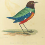1829 BIRDS 1ed Animal Kingdom Baron Cuvier Aves Ornithology 26 Color Plates