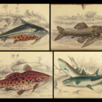 1843 FISH Jardine FISHING Piranha Salmon Dorsa Ichthyology Africa Guiana ART