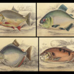 1843 FISH Jardine FISHING Piranha Salmon Dorsa Ichthyology Africa Guiana ART