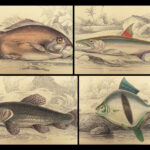 1843 FISH Jardine FISHING Piranha Salmon Dorsa Ichthyology Africa Guiana ART