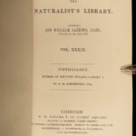 1843 FISH Jardine FISHING Piranha Salmon Dorsa Ichthyology Africa Guiana ART
