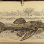 1843 FISH Jardine FISHING Piranha Salmon Dorsa Ichthyology Africa Guiana ART