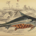 1843 FISH Jardine FISHING Piranha Salmon Dorsa Ichthyology Africa Guiana ART