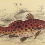 1843 FISH Jardine FISHING Piranha Salmon Dorsa Ichthyology Africa Guiana ART