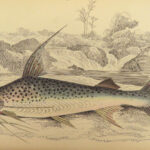 1843 FISH Jardine FISHING Piranha Salmon Dorsa Ichthyology Africa Guiana ART
