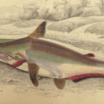 1843 FISH Jardine FISHING Piranha Salmon Dorsa Ichthyology Africa Guiana ART