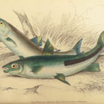 1843 FISH Jardine FISHING Piranha Salmon Dorsa Ichthyology Africa Guiana ART