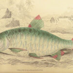 1843 FISH Jardine FISHING Piranha Salmon Dorsa Ichthyology Africa Guiana ART