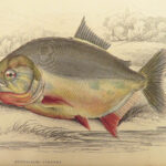 1843 FISH Jardine FISHING Piranha Salmon Dorsa Ichthyology Africa Guiana ART