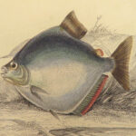 1843 FISH Jardine FISHING Piranha Salmon Dorsa Ichthyology Africa Guiana ART