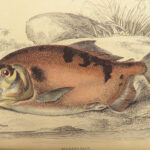 1843 FISH Jardine FISHING Piranha Salmon Dorsa Ichthyology Africa Guiana ART