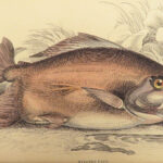1843 FISH Jardine FISHING Piranha Salmon Dorsa Ichthyology Africa Guiana ART