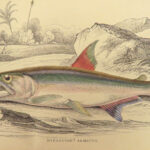1843 FISH Jardine FISHING Piranha Salmon Dorsa Ichthyology Africa Guiana ART