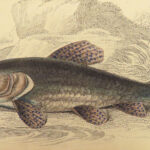 1843 FISH Jardine FISHING Piranha Salmon Dorsa Ichthyology Africa Guiana ART