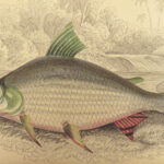 1843 FISH Jardine FISHING Piranha Salmon Dorsa Ichthyology Africa Guiana ART