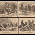 1867 Domestic Poultry Farming Guide Chicken Saunders Breeding Duck Illustrated