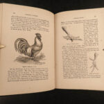 1867 Domestic Poultry Farming Guide Chicken Saunders Breeding Duck Illustrated