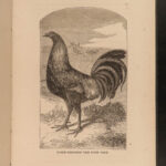 1867 Domestic Poultry Farming Guide Chicken Saunders Breeding Duck Illustrated