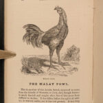 1867 Domestic Poultry Farming Guide Chicken Saunders Breeding Duck Illustrated