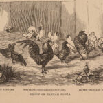 1867 Domestic Poultry Farming Guide Chicken Saunders Breeding Duck Illustrated