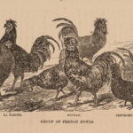 1867 Domestic Poultry Farming Guide Chicken Saunders Breeding Duck Illustrated