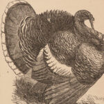 1867 Domestic Poultry Farming Guide Chicken Saunders Breeding Duck Illustrated