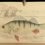 1843 FISH Jardine Naturalist 1st ed Perch Lates Black Bass Growlers FISHING Art