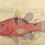 1843 FISH Jardine Naturalist 1st ed Perch Lates Black Bass Growlers FISHING Art
