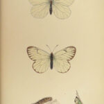 1864 History of Butterflies Butterfly ART Naturalist Entomology 69 PLATES