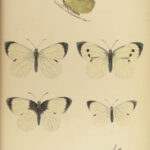 1864 History of Butterflies Butterfly ART Naturalist Entomology 69 PLATES