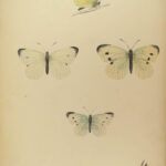 1864 History of Butterflies Butterfly ART Naturalist Entomology 69 PLATES