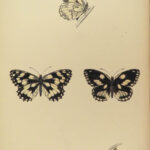 1864 History of Butterflies Butterfly ART Naturalist Entomology 69 PLATES