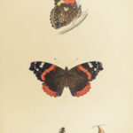 1864 History of Butterflies Butterfly ART Naturalist Entomology 69 PLATES