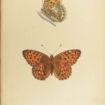 1864 History of Butterflies Butterfly ART Naturalist Entomology 69 PLATES