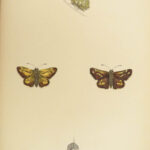 1864 History of Butterflies Butterfly ART Naturalist Entomology 69 PLATES