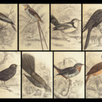 1840 BIRDS Art Ornithology Jardine Flycatchers Naturalist’s Library Color Plates